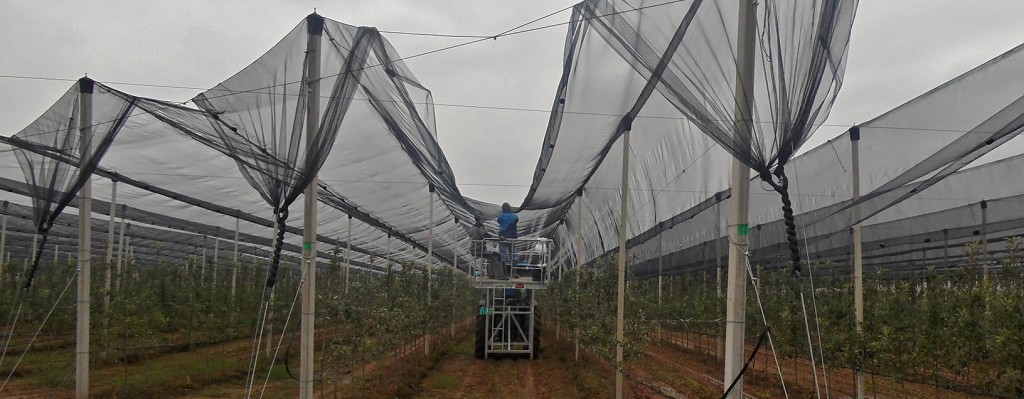 Polednje pripreme pred sadnju