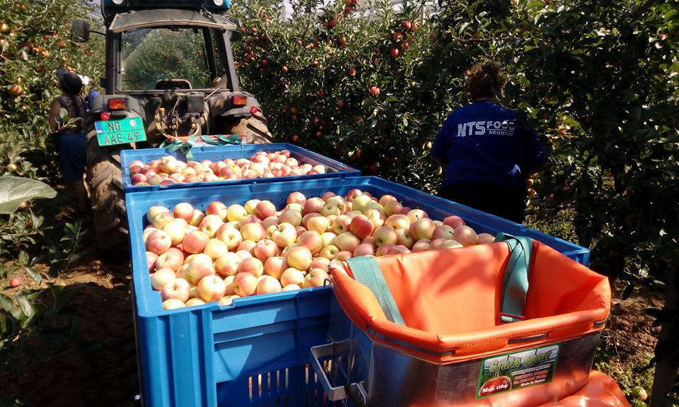 Pripreme za berbu 2021